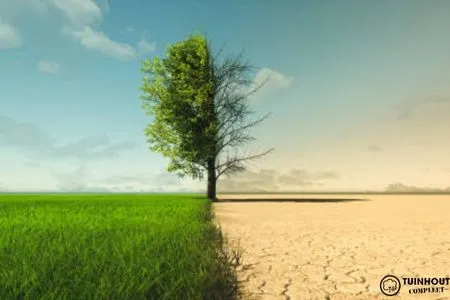 Gedroogd of ongedroogd hout