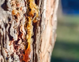 01JC2XHMKMYMPQ0W66R5VY9AKN