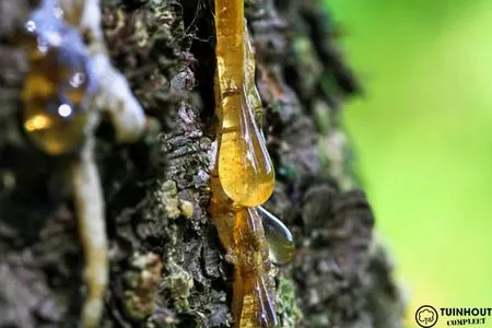 Wat is hars precies?