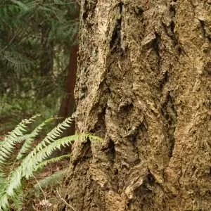 Wat is het voordeel van douglas?