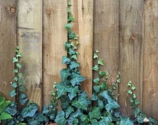 Zelf een planten klimrek plaatsen